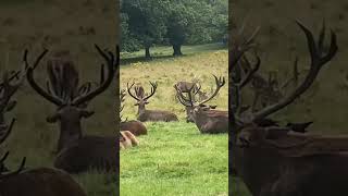 Deer park Nottingham UK [upl. by Yenolem]