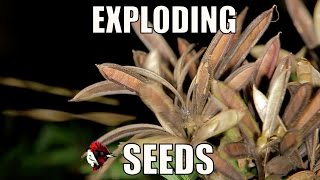 Exploding seed pods  Biodiversity Shorts 7 [upl. by Flessel]