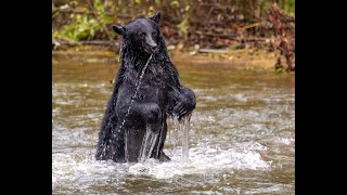 Black Bear on the Quinsam River [upl. by Slrahc]