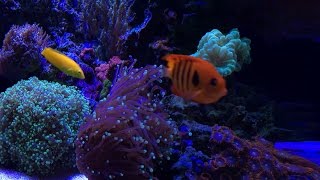 How to Remove Nitrates  New corals Fish amp Shrimp  Reef Update [upl. by Benton]