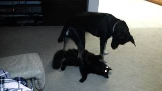 Dog sits on cats face [upl. by Cinamod971]