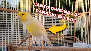 CANÁRIO BELGA AMARELO COM O CANTO DIFERENCIADO [upl. by Alleuqcaj]