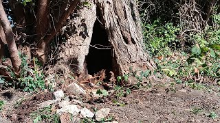 Discovered Old Fire Pit In Trunk Of Old Tree [upl. by Shoemaker96]