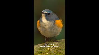 ルリビタキ Redflanked bluetail [upl. by Auqinet]