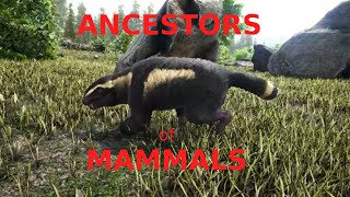 Ancestors of Mammals [upl. by Nnod]