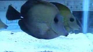 Scopas Black Tang [upl. by Remus147]