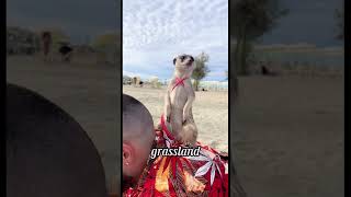 Pet meerkats healing funny healingpaws funnypet pets [upl. by Kurland]