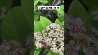 Busy bumblebee pollinating with silly song [upl. by Pearline600]