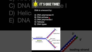 DNA polymerase III Primase DNA polymerase I Helicase Ligase [upl. by Fanning]