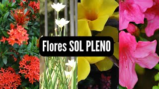 20 Flores de sol pleno [upl. by Leelahk]