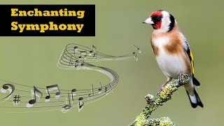 Legendary Goldfinch Singing [upl. by Ahsa]