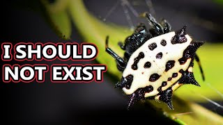 Spiny Orb Weaver facts the Spikey Spiders  Animal Fact Files [upl. by Olivier]