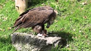 cinereous vulture Aegypius monachus eating carcass Alpenzoo [upl. by Karlotte]