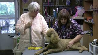 Standard Poodle Grooming Tips  Short Cut  Ankle Ruffs [upl. by Svensen]