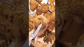 How to grow amazing testy fruit and colour custard fruitbeautifulnaturalfruitgradntrendingsong [upl. by Morra805]