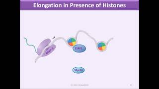 Chapter 4Transcription Part II without commentary [upl. by Stoughton]