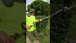 SHRUB TIME landscaping shrubs miamidade lawncarecompany cleanup lawncare pop [upl. by Dyrrej]