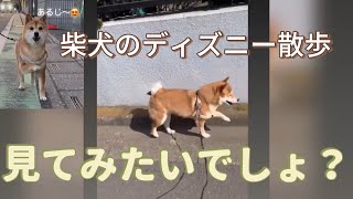 【柴犬✖️ディズニー】見逃せない奇跡の散歩 [upl. by Kelson980]