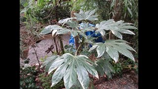 Variegated Fatsia japonica [upl. by Carlile]