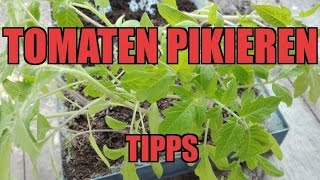 Tomaten Pikieren  Tipps [upl. by Aikemal]