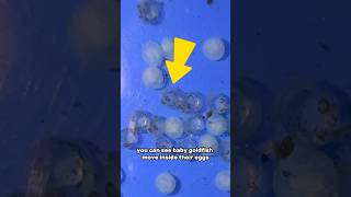 Baby goldfish eggs MOVING [upl. by Sherill118]