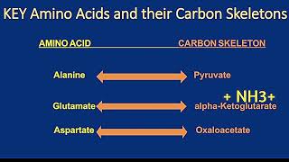 Catabolism of Alanine Glutamate and Aspartate Metabolism Made Easy [upl. by Frager]