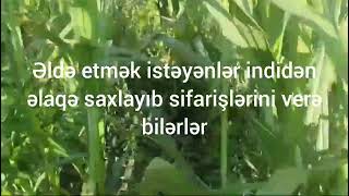 maralfalfa sheepfarming Müştərimiz 60 sotda əldə etdiyi 15 ton maralfalfa [upl. by Eniloj]