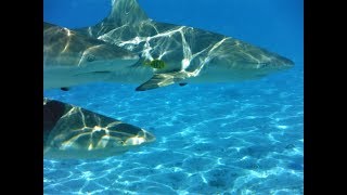 Bagno con gli SQUALI a Bora Bora 🎎 RosyampPaolo ✈ ViaggiFaiDaTe  Story [upl. by Wj]