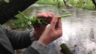 Hemlock Water Dropwort Oenanthe crocata [upl. by Ailhat]