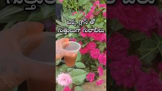 Best fertilizer for rose plant youtubeshorts shorts shortvideo garden [upl. by Ruddie]