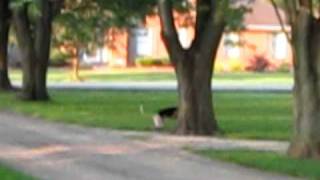 bluetick coonhound climbing maple tree [upl. by Nibroc884]