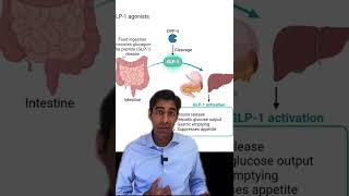 Ozempic and Wegovy Causing Stomach Paralysis Explained by Endocrinologist [upl. by Ybrek]