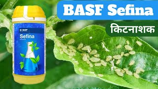 BASF Sefina insecticide  Sefina insecticide BASF  सेफिना किटनाशक सफेद मक्खी नियत्रंण [upl. by Eatnod]