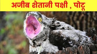 अजीबो गरीब शैतानी पक्षी  पोटू  Potoo Bird Facts In Hindi [upl. by Dahlia]