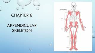 Chapter 7 amp Chapter 8  Axial amp Appendicular Skeleton [upl. by Nnyletak]