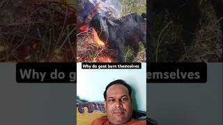 Why do goat burn themselves shorts goat burnout viralvideo [upl. by Er]