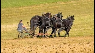 Boonville Fall Steam and Gas Show [upl. by Debbra198]