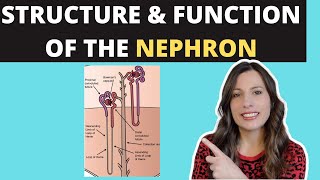 Structure of the NEPHRON Alevel Biology Ultrafiltration and selective reabsorption in the kidney [upl. by Winni]