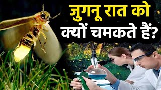 Firefly story जुगनू के शरीर में लाइट क्यों चमकती है  जुगनू रात को क्‍यों चमकते हैं  Storyhow [upl. by Sundberg]