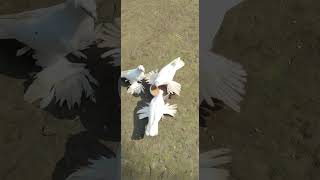 White loton newvideo pigeon hashtag only loton kobutor 07 samar [upl. by Tillio277]