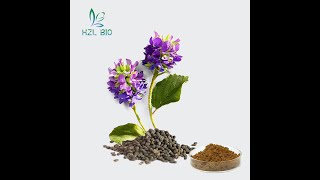 补骨脂提取物Psoralea Corylifolia Extract [upl. by Sulihpoeht]