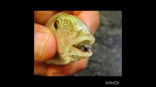 Cymothoa exigua parasite in fish [upl. by Medlin]