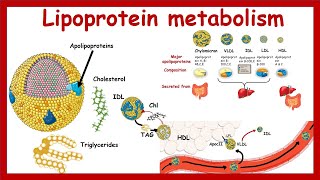 Lipoprotein metabolism and transport  Chylomicron VLDLIDL LDLHDL  Metabolism  Biochemistry [upl. by Noirda]