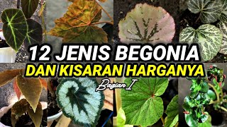 Lagi Trend  12 Jenis Tanaman Begonia dan Kisaran Harga Saat Ini [upl. by Cerellia908]