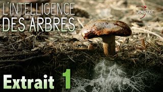 LIntelligence des Arbres  Extrait 01  VF [upl. by Constantine]