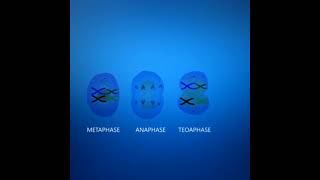 Meiosis cell division Animation  3DClass 12 Cell cycle and cell division [upl. by Nnanaej696]