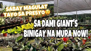 MAGBABALIK GIANTS PLANTS BINIGAY NA MURA [upl. by Ueik752]