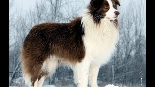 Border Collie Tribute [upl. by Tnaryb]