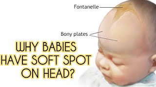 Why BabiesNewborns Has Soft Spot On Head Can You Massage Soft Spot [upl. by Ahsar]