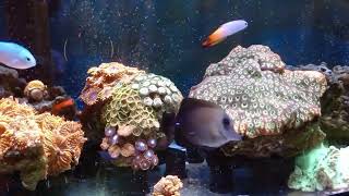 Firefish Chromis Blenny Scopas Tang Giant Favia Zoanthids [upl. by Ko53]